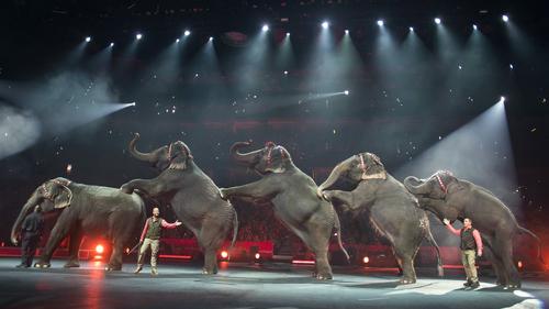 circus elephants